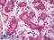 Calnexin antibody, LS-B8413, Lifespan Biosciences, Immunohistochemistry paraffin image 