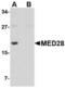 Mediator of RNA polymerase II transcription subunit 28 antibody, TA306619, Origene, Western Blot image 