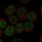Homeobox protein unc-4 homolog antibody, HPA063294, Atlas Antibodies, Immunocytochemistry image 