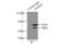 Pantothenate Kinase 2 antibody, 11001-1-AP, Proteintech Group, Immunoprecipitation image 