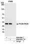 Pyrroline-5-Carboxylate Reductase 1 antibody, A304-836A, Bethyl Labs, Immunoprecipitation image 