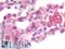 Mitochondrial Ribosomal Protein L20 antibody, LS-B9683, Lifespan Biosciences, Immunohistochemistry frozen image 