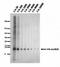 Survival of motor neuron protein-interacting protein 1 antibody, orb76633, Biorbyt, Western Blot image 