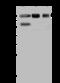 DNA repair protein XRCC1 antibody, 202698-T38, Sino Biological, Western Blot image 