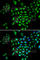 Runt-related transcription factor 1 antibody, A2055, ABclonal Technology, Immunofluorescence image 