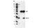 BCL2 Like 1 antibody, 2764T, Cell Signaling Technology, Immunoprecipitation image 