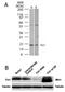 Fission, Mitochondrial 1 antibody, TA336435, Origene, Western Blot image 