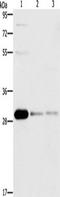 BCL10 Immune Signaling Adaptor antibody, TA349706, Origene, Western Blot image 
