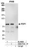 Phosphorylated CTD-interacting factor 1 antibody, A304-711A, Bethyl Labs, Immunoprecipitation image 
