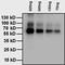 L-Thyroxine antibody, MA5-14716, Invitrogen Antibodies, Western Blot image 