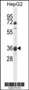  antibody, 64-096, ProSci, Western Blot image 