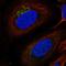 BRI antibody, HPA071992, Atlas Antibodies, Immunofluorescence image 