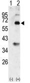 Bone morphogenetic protein 3 antibody, AP11664PU-N, Origene, Western Blot image 