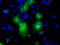 Phosphodiesterase 4A antibody, LS-C115231, Lifespan Biosciences, Immunofluorescence image 