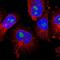 TNF Alpha Induced Protein 1 antibody, PA5-53043, Invitrogen Antibodies, Immunofluorescence image 