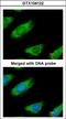 NADP-dependent malic enzyme antibody, LS-C185597, Lifespan Biosciences, Immunocytochemistry image 
