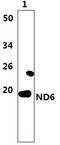Mitochondrially Encoded NADH:Ubiquinone Oxidoreductase Core Subunit 6 antibody, PA5-75196, Invitrogen Antibodies, Western Blot image 