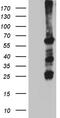 FA Complementation Group C antibody, M02387, Boster Biological Technology, Western Blot image 