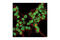 POU Class 5 Homeobox 1 antibody, 2750S, Cell Signaling Technology, Immunofluorescence image 