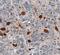 Neudesin antibody, MAB6714, R&D Systems, Immunohistochemistry frozen image 