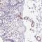 Biotinidase antibody, NBP2-33644, Novus Biologicals, Immunohistochemistry frozen image 