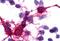 Melanin Concentrating Hormone Receptor 2 antibody, GTX12674, GeneTex, Immunocytochemistry image 