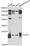 CD3 antibody, A1753, ABclonal Technology, Western Blot image 