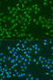 Musashi RNA Binding Protein 1 antibody, 18-736, ProSci, Immunofluorescence image 