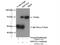 Smoothelin-like protein 2 antibody, 14782-1-AP, Proteintech Group, Immunoprecipitation image 