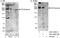 Protein capicua homolog antibody, A301-204A, Bethyl Labs, Western Blot image 