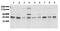 ShcA antibody, AM00140PU-N, Origene, Western Blot image 