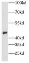 Aurora Kinase A antibody, FNab00746, FineTest, Western Blot image 