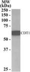 Chromatin Licensing And DNA Replication Factor 1 antibody, NB100-1098, Novus Biologicals, Western Blot image 
