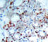 BCL2 Like 11 antibody, AP0313, ABclonal Technology, Immunohistochemistry paraffin image 