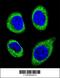 Cytosolic carboxypeptidase-like protein 5 antibody, 56-039, ProSci, Immunofluorescence image 