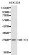 Killer Cell Lectin Like Receptor C1 antibody, orb49136, Biorbyt, Western Blot image 