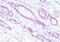 Methionine Adenosyltransferase 2A antibody, NBP1-28605, Novus Biologicals, Immunohistochemistry frozen image 