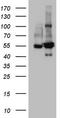 Serine Hydroxymethyltransferase 2 antibody, CF808810, Origene, Western Blot image 