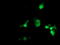 LSM1 Homolog, MRNA Degradation Associated antibody, LS-C173071, Lifespan Biosciences, Immunofluorescence image 