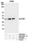 Cyclin Dependent Kinase 1 antibody, A700-085, Bethyl Labs, Immunoprecipitation image 