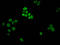Histone Cluster 1 H1 Family Member E antibody, LS-C670369, Lifespan Biosciences, Immunofluorescence image 