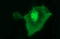 Uracil Phosphoribosyltransferase Homolog antibody, LS-C338234, Lifespan Biosciences, Immunofluorescence image 