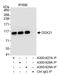 DExD-Box Helicase 21 antibody, A300-627A, Bethyl Labs, Immunoprecipitation image 