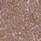 Tripartite Motif Containing 61 antibody, NBP2-13485, Novus Biologicals, Immunohistochemistry frozen image 