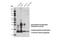 EREG antibody, 12048S, Cell Signaling Technology, Western Blot image 