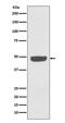 Enolase 2 antibody, M02930-1, Boster Biological Technology, Western Blot image 