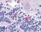 FMR1 Autosomal Homolog 2 antibody, LS-B1695, Lifespan Biosciences, Immunohistochemistry frozen image 