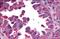 CALCRL antibody, NLS6755, Novus Biologicals, Immunohistochemistry paraffin image 
