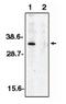 Deoxyribonuclease-2-alpha antibody, orb108712, Biorbyt, Western Blot image 