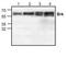 PTK6 antibody, TA318981, Origene, Western Blot image 